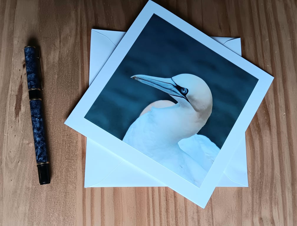 Gannet Large Square Photographic Card 6" x 6" Blank