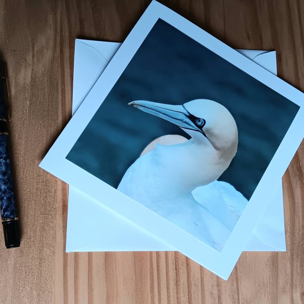 Gannet Large Square Photographic Card 6" x 6" Blank
