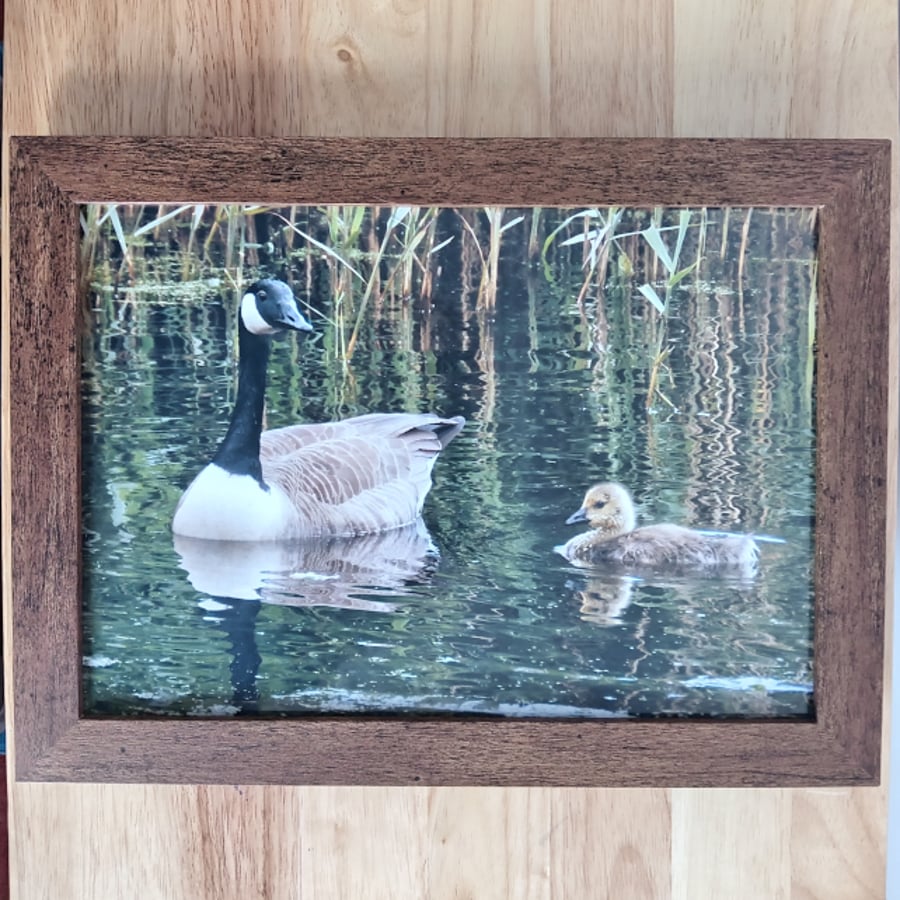Canada Goose and Gosling