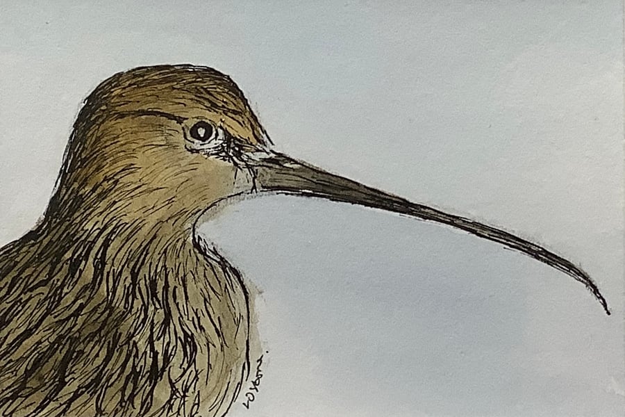 Curlew -original pen, ink and watercolour miniature. Birds. Wildlife
