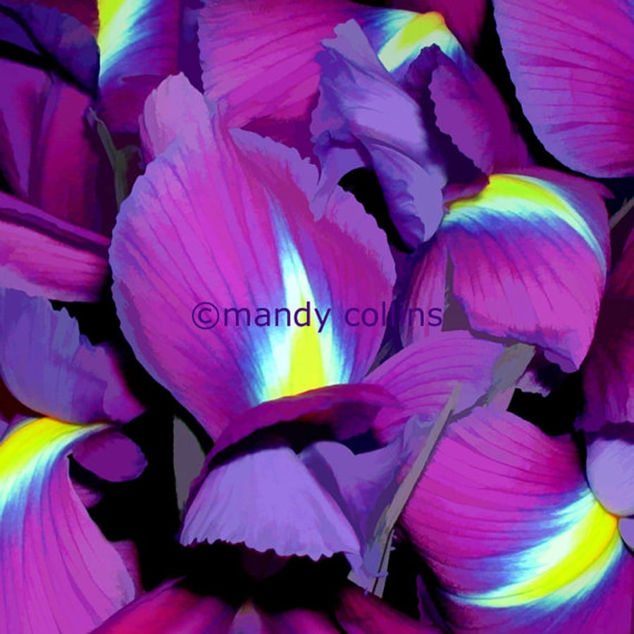 'Purple Irises' - A4 Archival Matte Giclee print