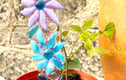 Suncatchers