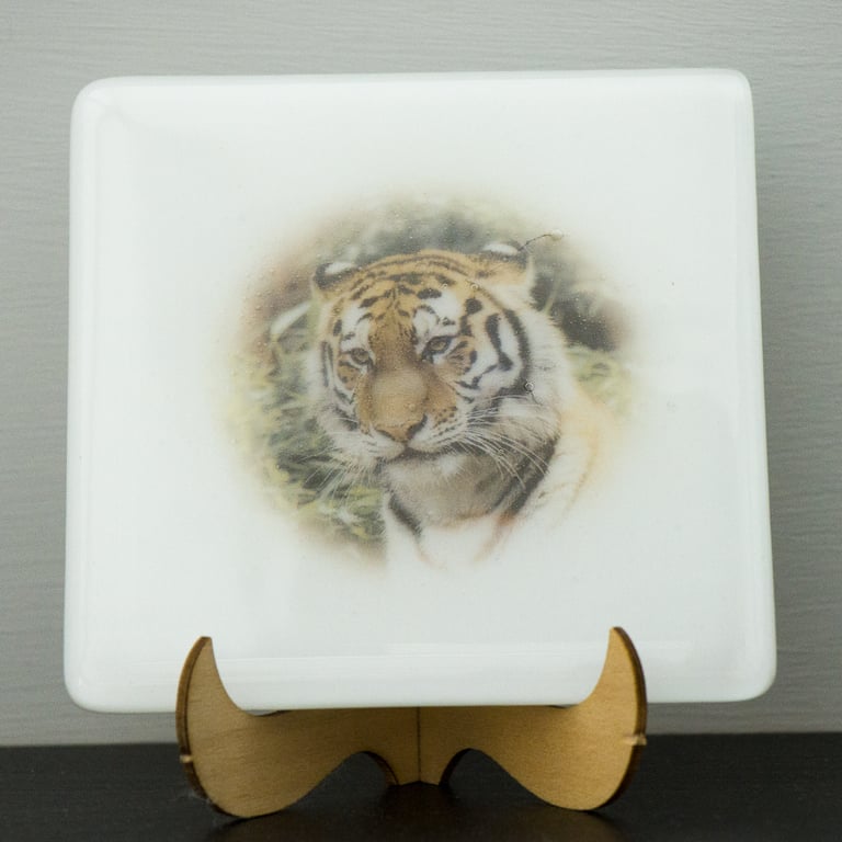 Tiger, Tiger! Fused Glass Coaster - 9304