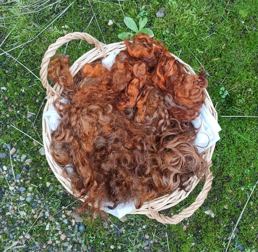 Warm Chestnut Gotland fleece