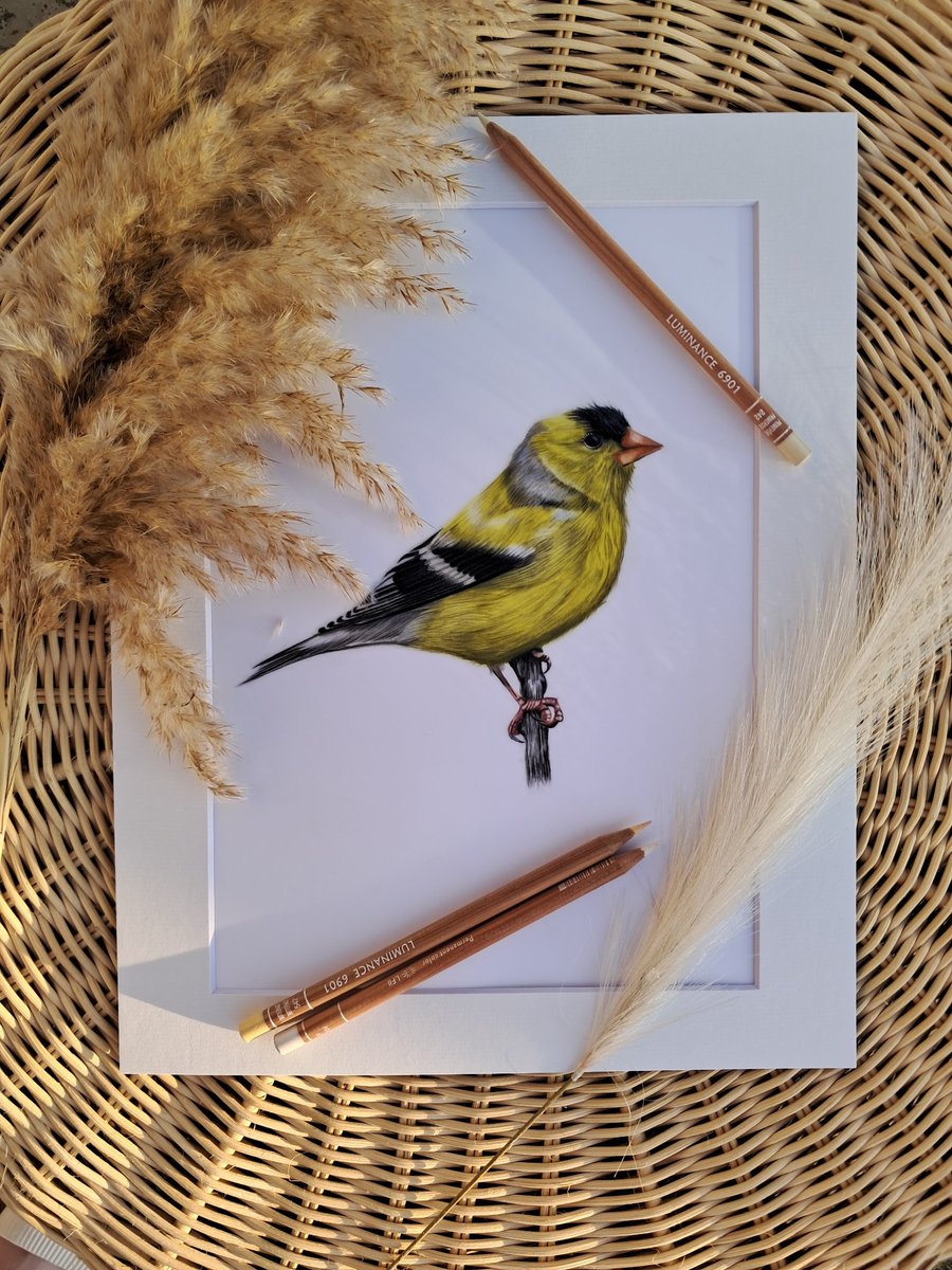 Goldfinch bird drawing 