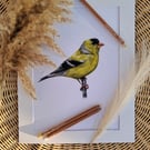 Goldfinch bird drawing 