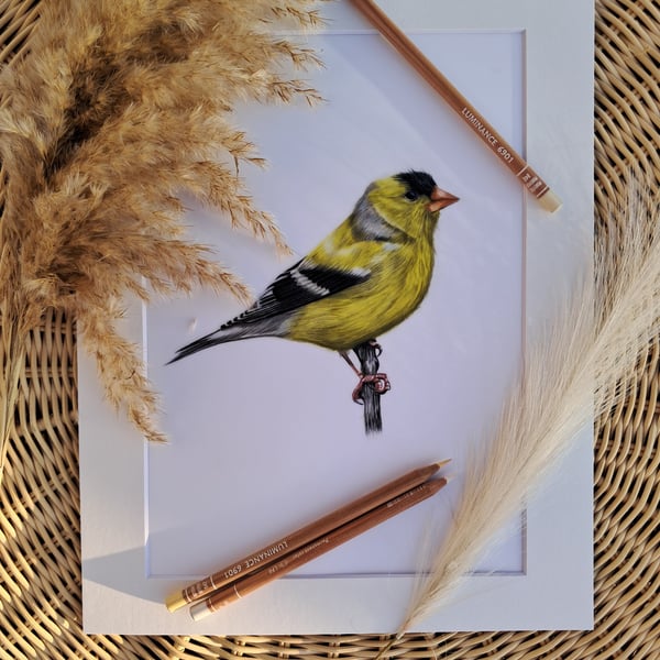 Goldfinch bird drawing 