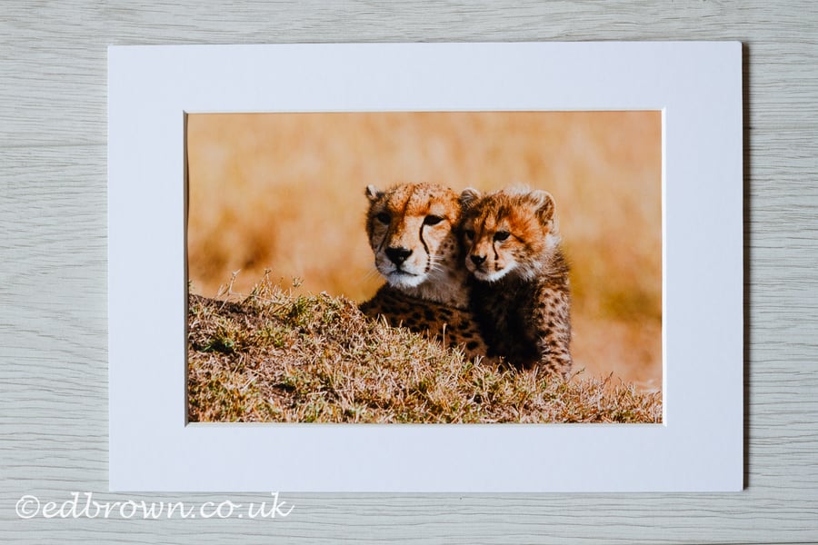 Cheetah mum & cub photographic print