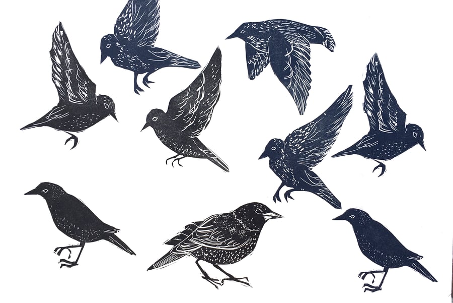 Starlings