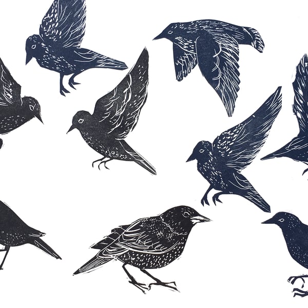 Starlings