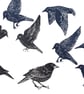 Starlings - Image 1