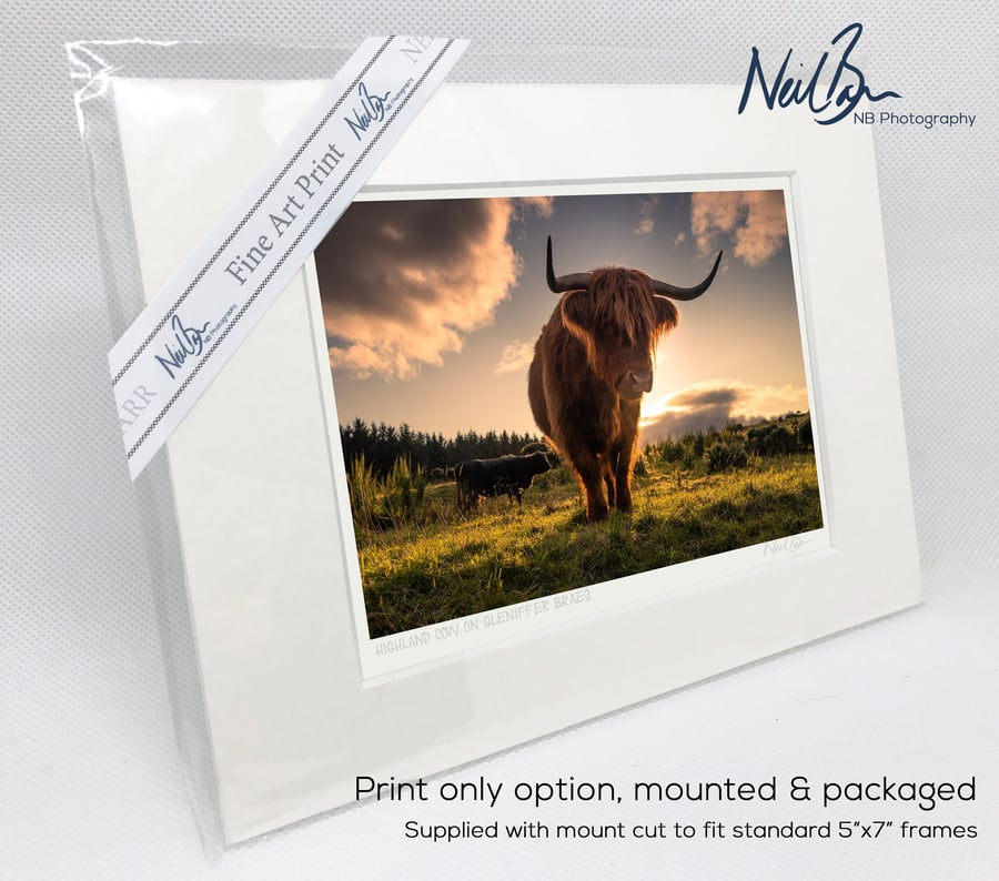 Highland CowCoo Scotland - A6 (7" x 5") Unframed Print