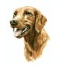 Custom A6 Pet Portrait WATERCOLOUR PAINTING - Image 1