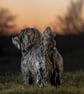 Standing Norfolk Terrier Dog Statue Large Bronze Resin Garden Sculpture - Image 5