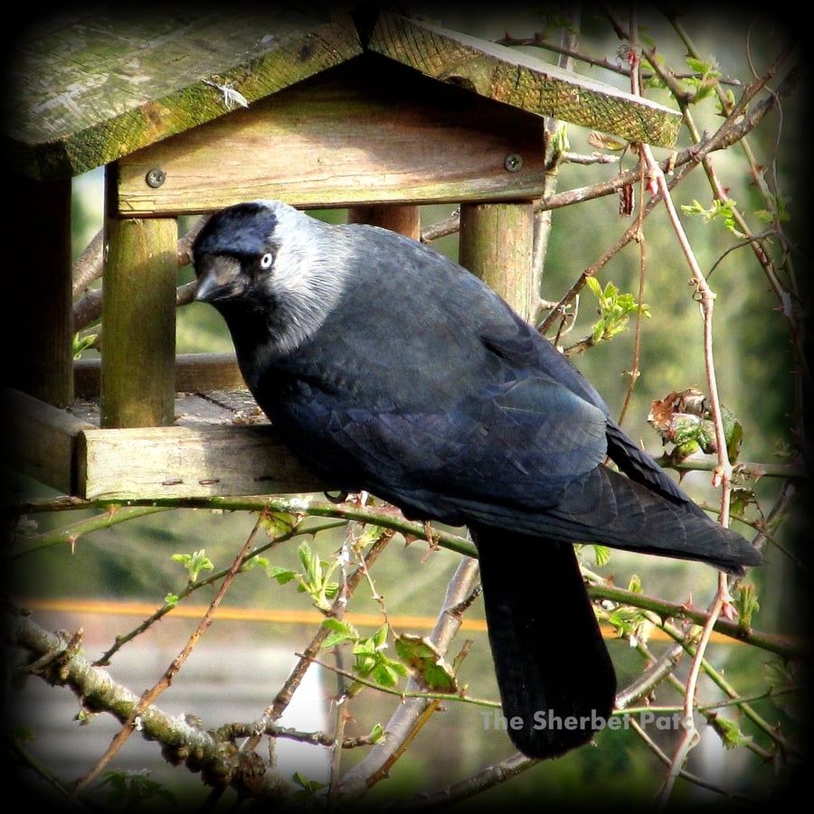 ''Here's looking at you.''  Jackdaw.  Blank greetings card.   (10)