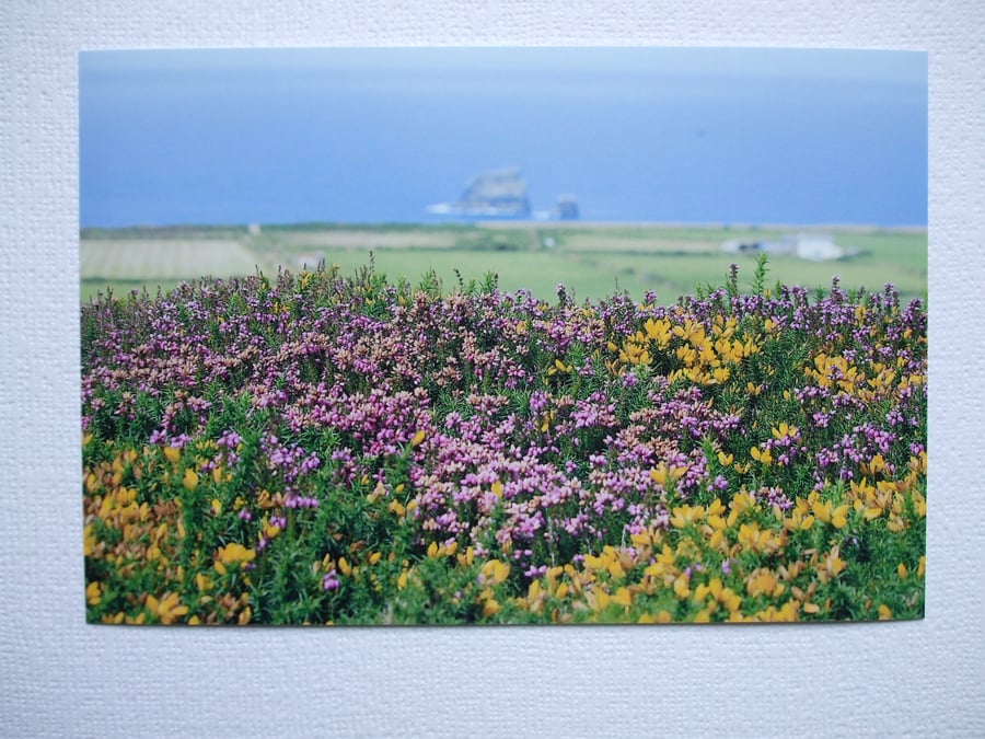 Photographic greetings card of Heather on The Beacon, St.Agnes, Cornwall