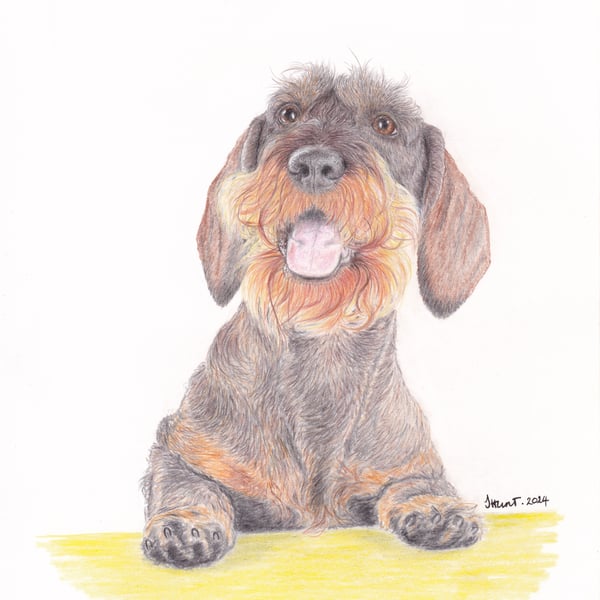 Wirehaired Dachshund pencil drawing PRINT