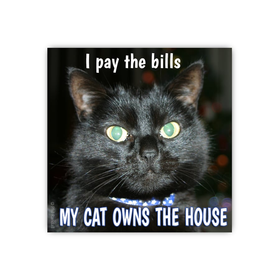 My Cat Owns The House