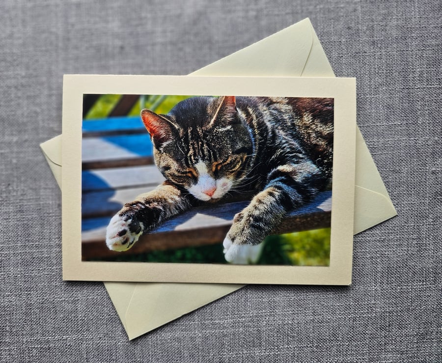 Sunbathing Cat Large Photographic Card Size 7" x 5" 