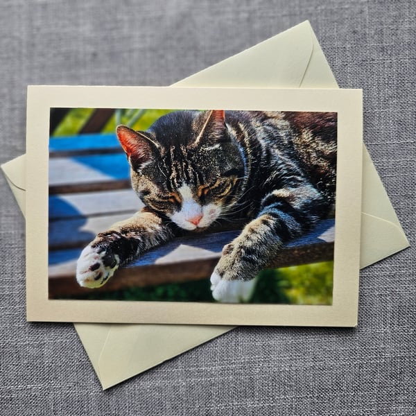 Sunbathing Cat Large Photographic Card Size 7" x 5" 