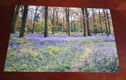 Woodland/bluebell
