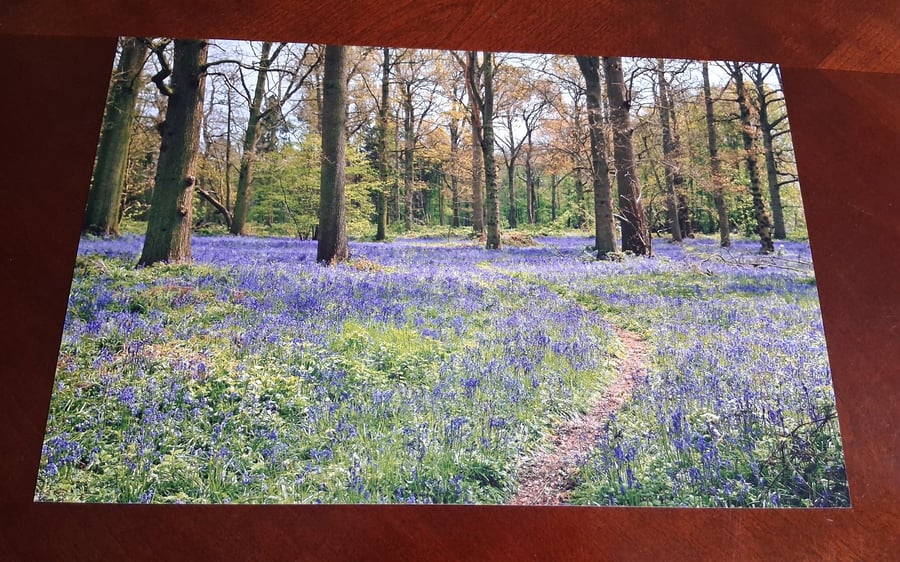 WOODLAND AND BLUEBELL PHOTOGRAPH 