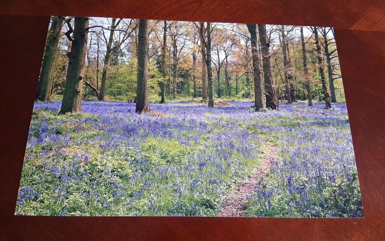 WOODLAND AND BLUEBELL PHOTOGRAPH 