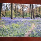 WOODLAND AND BLUEBELL PHOTOGRAPH 