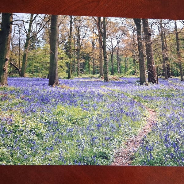 WOODLAND AND BLUEBELL PHOTOGRAPH 