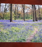 WOODLAND AND BLUEBELL PHOTOGRAPH 