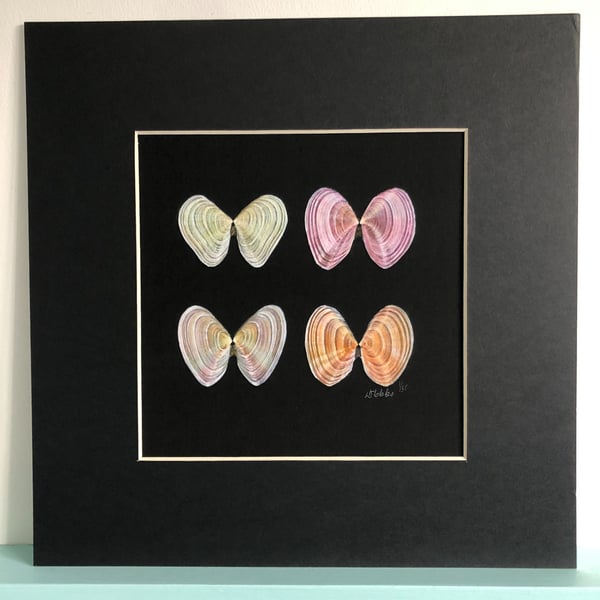 'Tellin Square' a limited edition, mounted, Giclee print of Seashells 