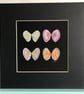 'Tellin Square' a limited edition, mounted, Giclee print of Seashells 