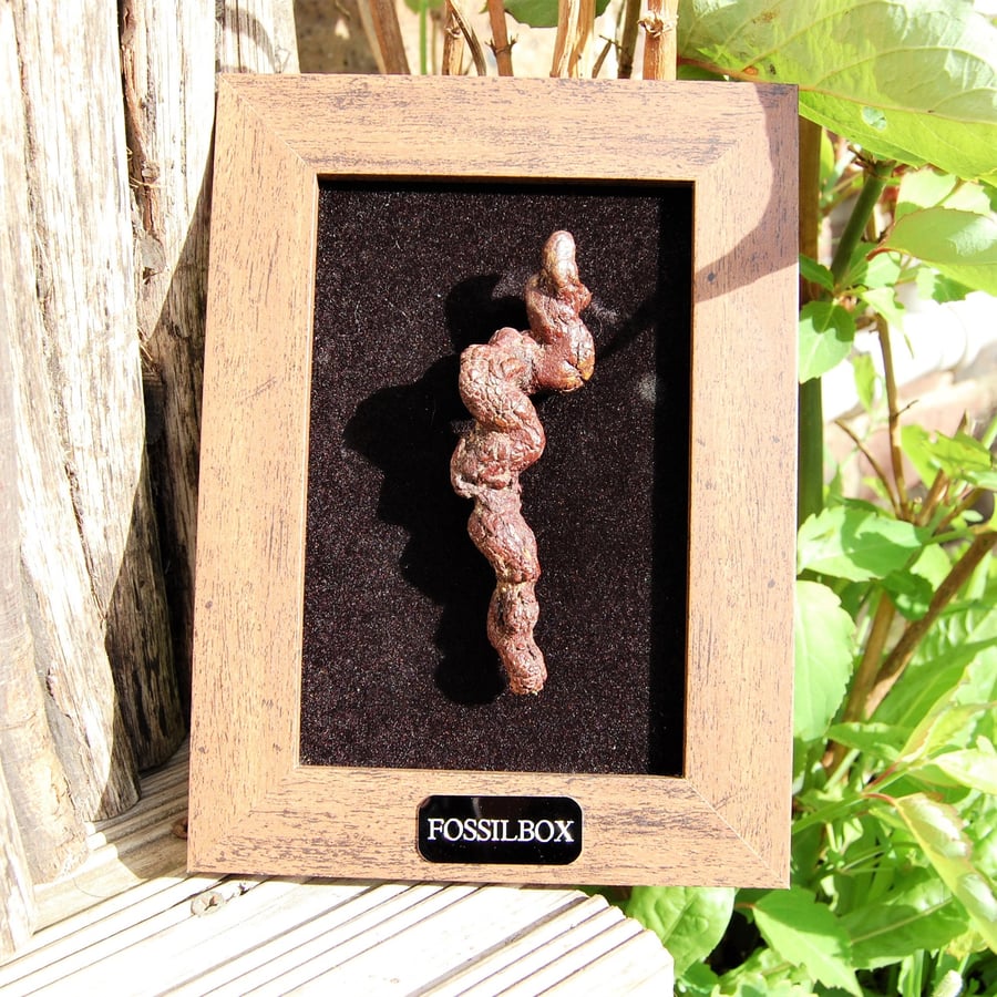 Turtle Coprolite ( Turtle poo!)