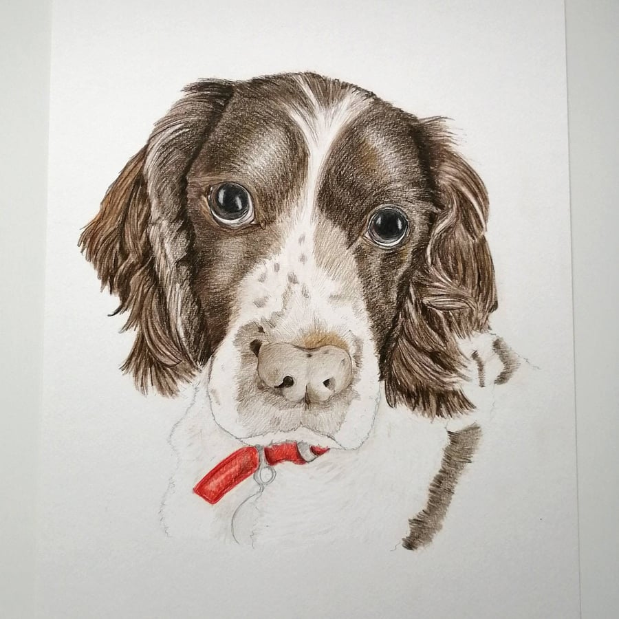 Pet Portrait, hand drawn pencil portrait, drawing of a dog, pet pictures