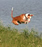 Running hound ring - Image 4