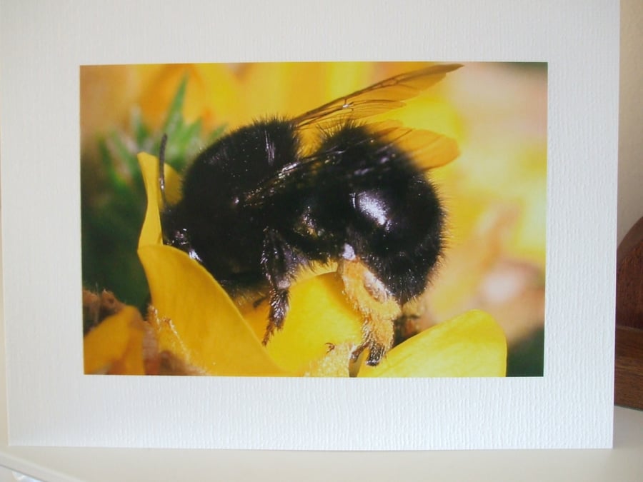 Cornisn Black  Bee in Gorse, photo on a card. 