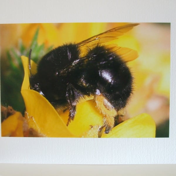 Cornisn Black  Bee in Gorse, photo on a card. 