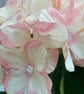 Peachy pink hydrangea flower stem - Image 4