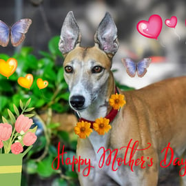 Happy Mother's Day Greyhound Card A5