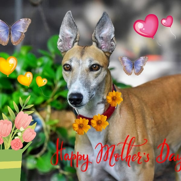 Happy Mother's Day Greyhound Card A5