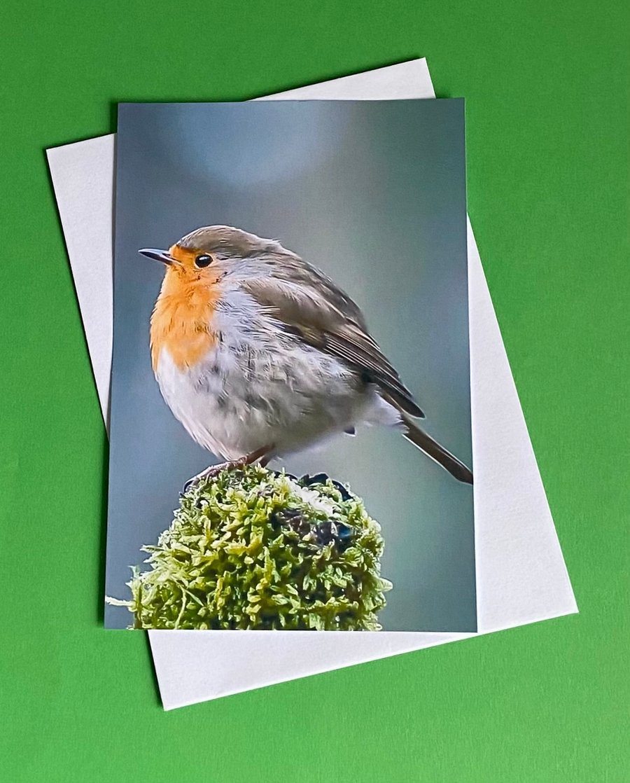 Robin on Watch - Photographic Print Greetings Card