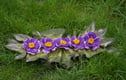 Felted Wool Napkins