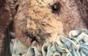 Animal dolls