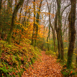 Photograph - Autumn Woodland Walk - Limited Edition signed print