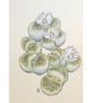 Lithops plant drawing, small stone plant artwork, botanical wall art - Image 2