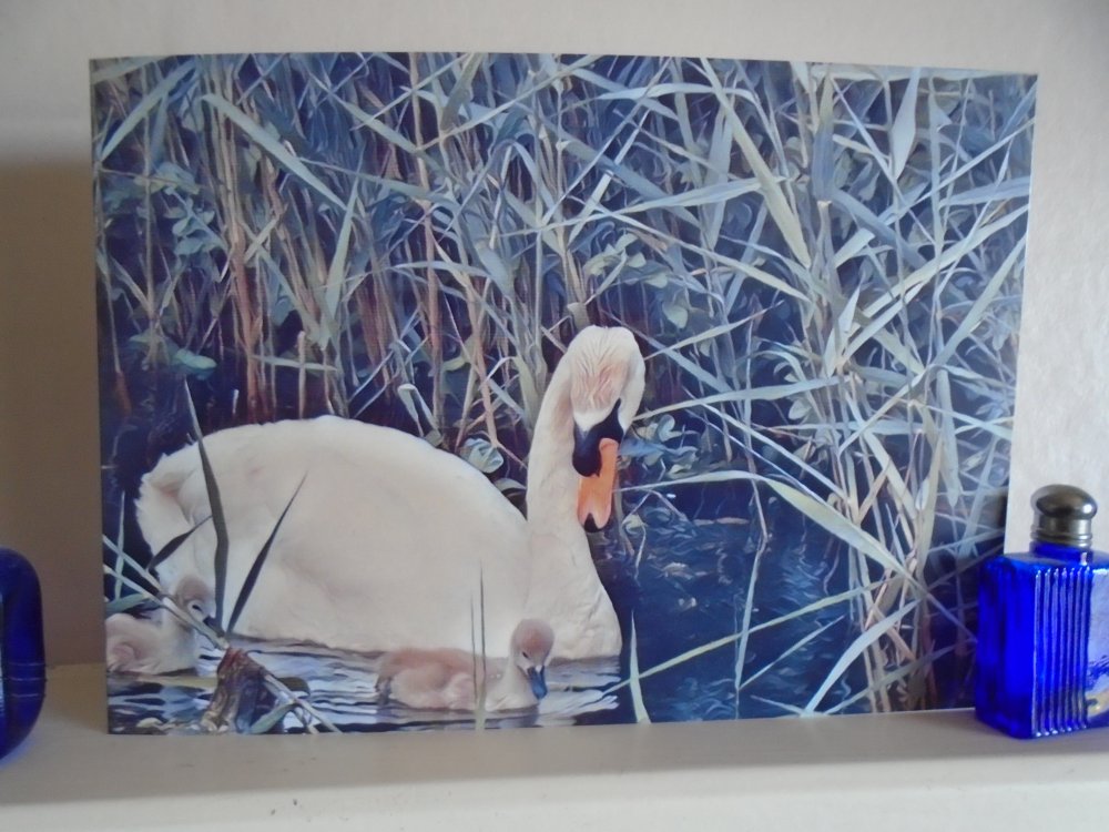 Swan and Cygnets  on Norfolk Creek Blank Greeting Card & Envelope Unique Design 