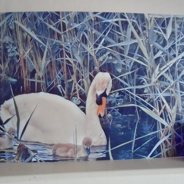 Swan and Cygnets  on Norfolk Creek Blank Greeting Card & Envelope Unique Design 