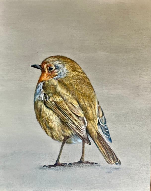 Robin Original Coloured Pencil Drawing 