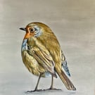 Robin Original Coloured Pencil Drawing 