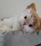 Persian Kitten, dotpebblesknits design, Knitted Cat  - Image 9
